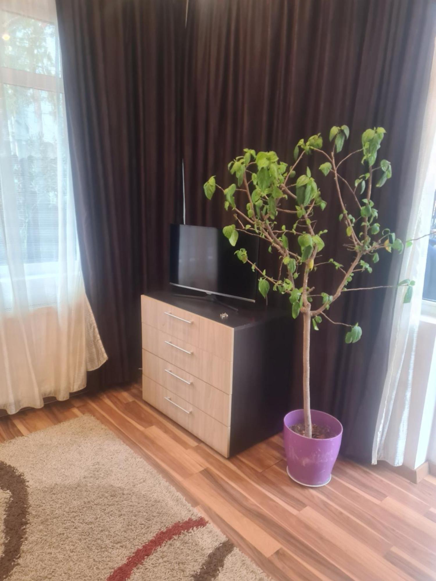 Pensiunea Corina Boutique Крайова Екстериор снимка